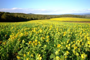 Sunflowers as far as the eye can see at Palette Hill
