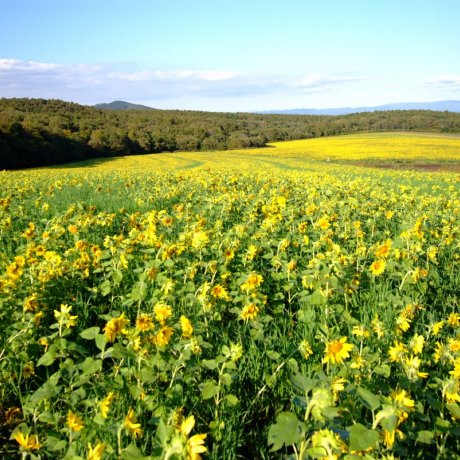 Sunflowers at Hokkaido's Palette Hill