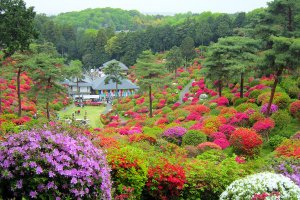 Shiofune Kannon comes alive with color in spring