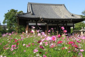 Autumn cosmos are a delight at Hannyaji