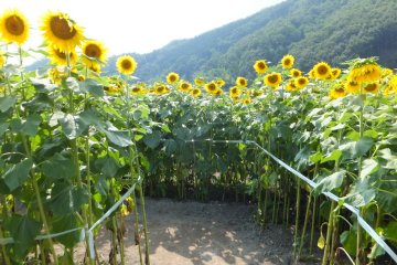 A sunflower maze at the Nanko Sunflower Fields