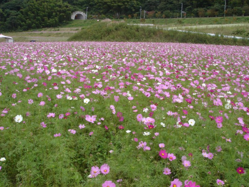 Iinan Town in Shimane is home to hundreds of thousands of cosmos in autumn
