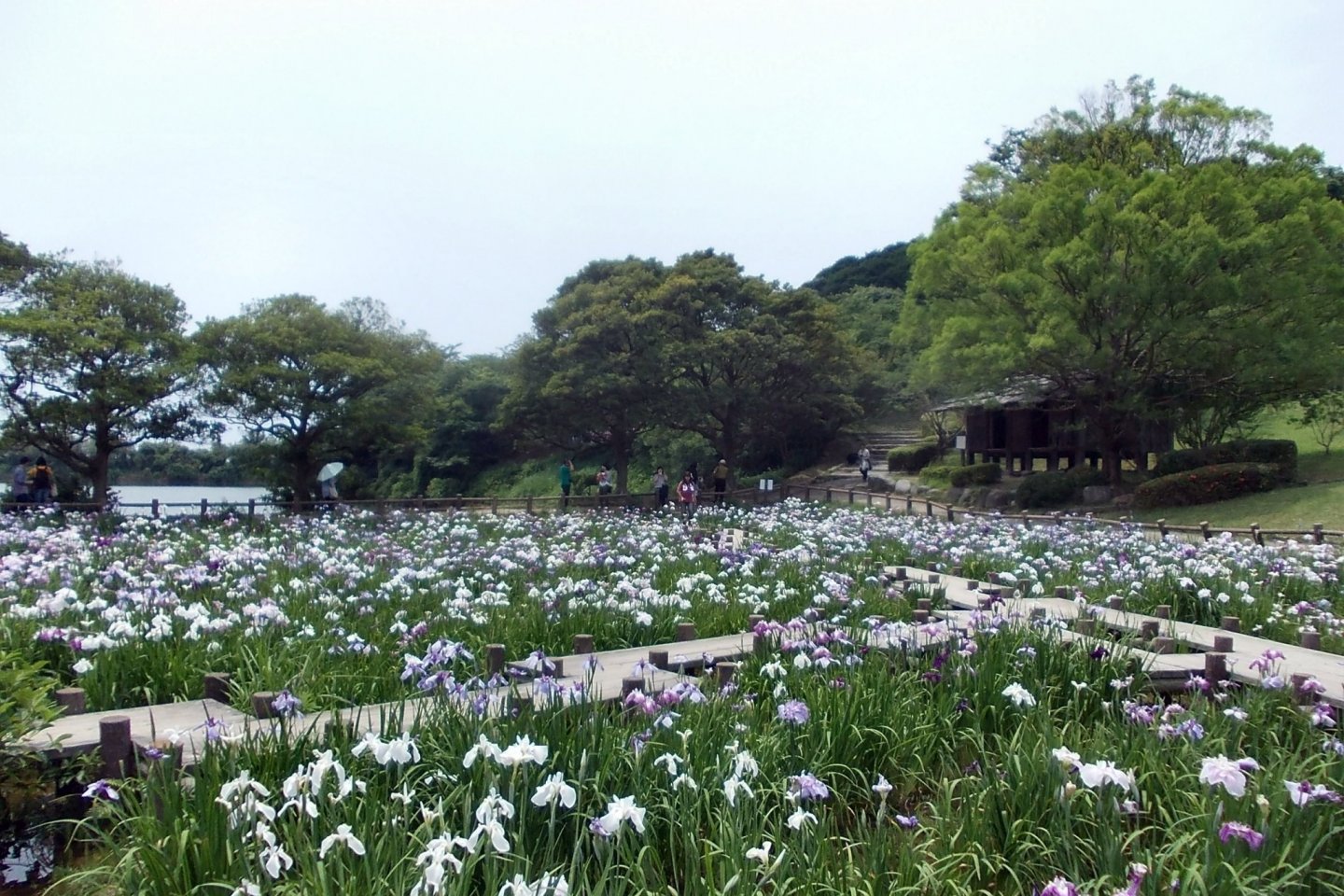 Irises abound at Miyajidake Shrine