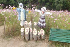 Scarecrows standing guard at the Toyono Cosmos Park