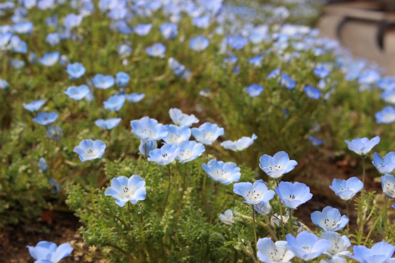 Nemophila or Baby Blue Eyes. Hitachi Seaside Park is one of the most famous places for nemophila scenery.