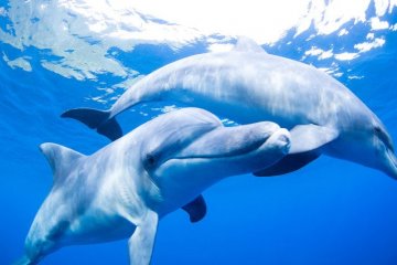 Mikurashima's dolphins