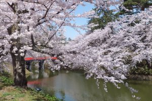 Sakura season at Hirosaki Castle Park