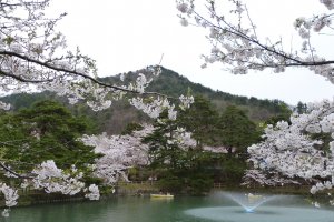 Sakura, mountains, and water views
