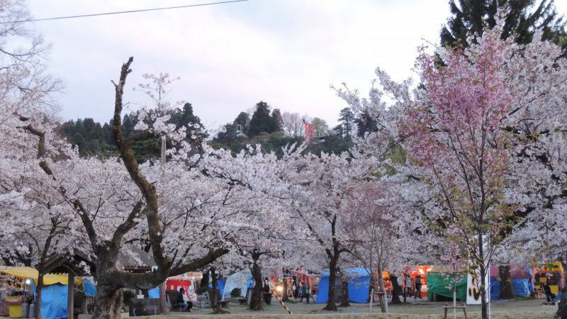 Beautiful sakura trees at Niigata's Muramatsu Park