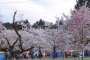 Muramatsu Park Cherry Blossom Festival