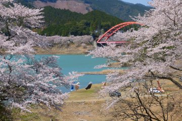Sakura Season at Shichikawa Dam