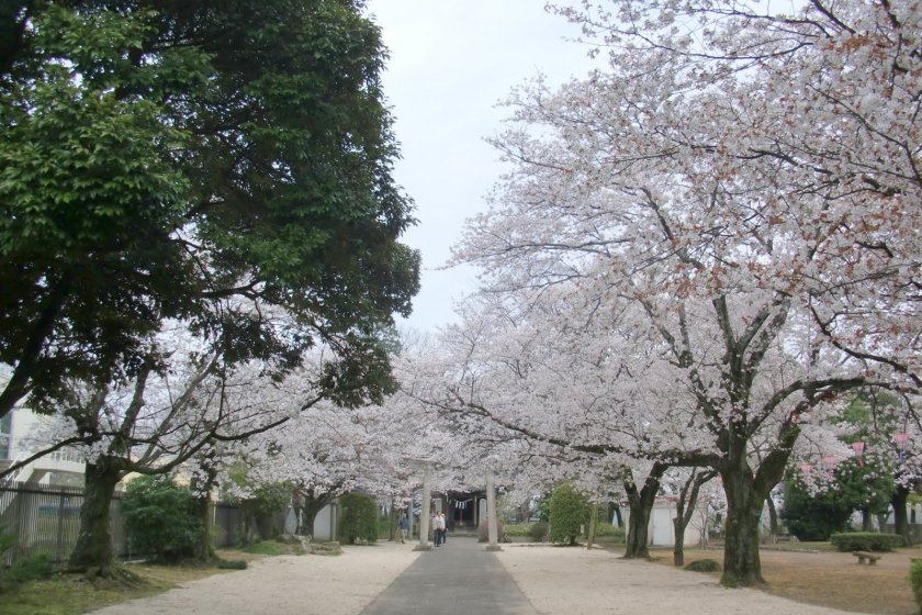 A sakura experience without the crowds