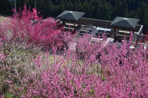 Vibrant plum blossoms at Hirohashi Bairin