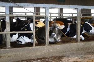 Cows at the Aso Milk Farm
