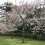 Sakura Season at Yamaguchi's Tokiwa Park