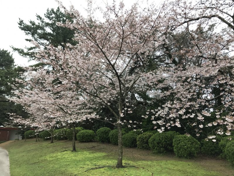 Spring beauty in Yamaguchi