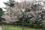 Sakura Season at Yamaguchi's Tokiwa Park