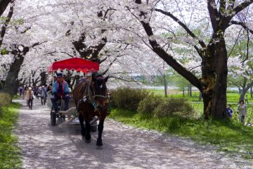 Kitakami Tenshochi Park, Iwate