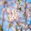 5 of Chugoku's Top Cherry Blossom Spots 