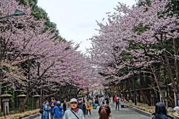 Sakura along a along a promenade in Maruyama Park, just in front of Hokkaido Shrine.