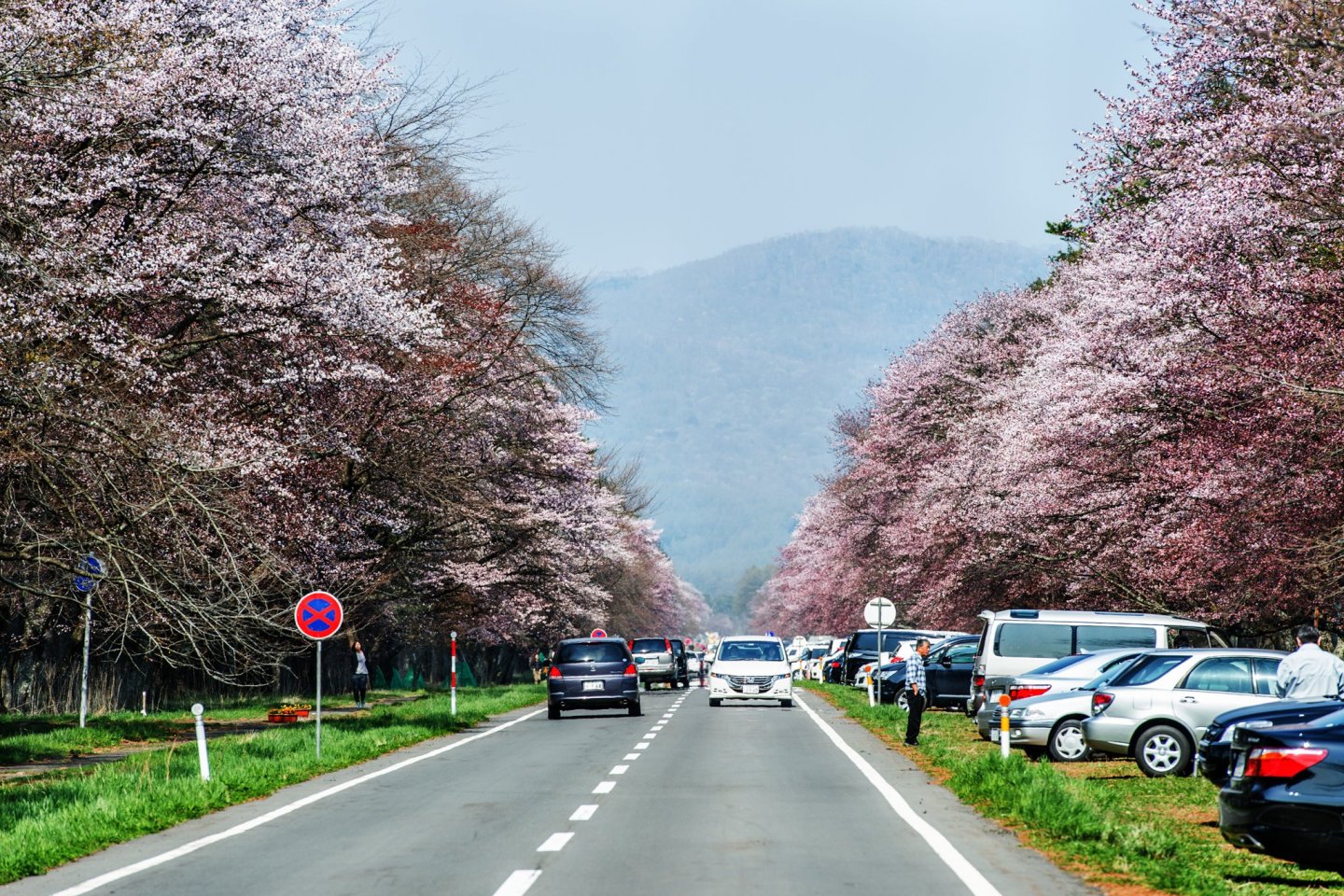 Part of the beautiful cherry-tree lined Shizunai Nijukken Road