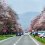 Shizunai Cherry Blossom Festival 2024