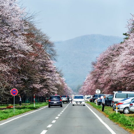 Shizunai Cherry Blossom Festival 2024