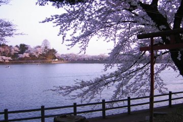 Sakura Season at Iwate's Takamatsu Park