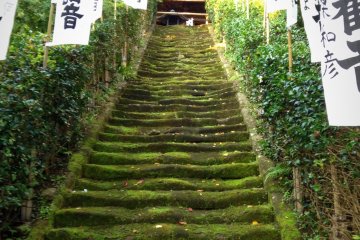 Moss-covered stairs leading to Sugimoto Dera