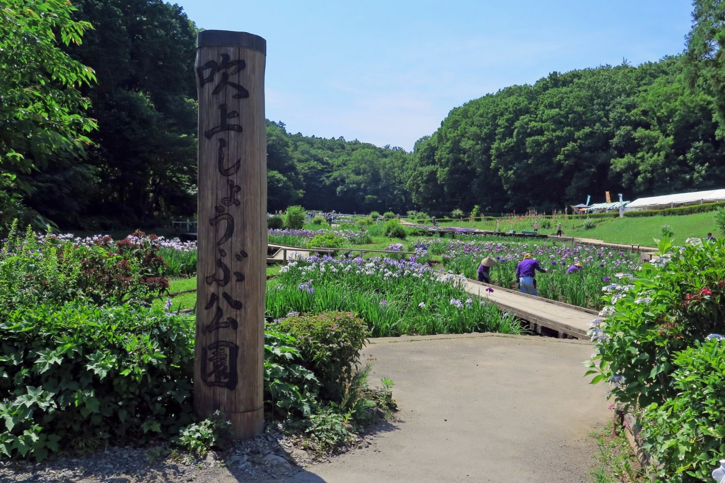 Ome\'s beautiful Fukiage Iris Park