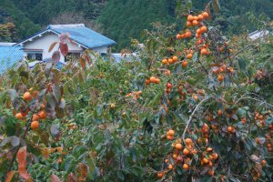 There are persimmon trees all around the villages. 
