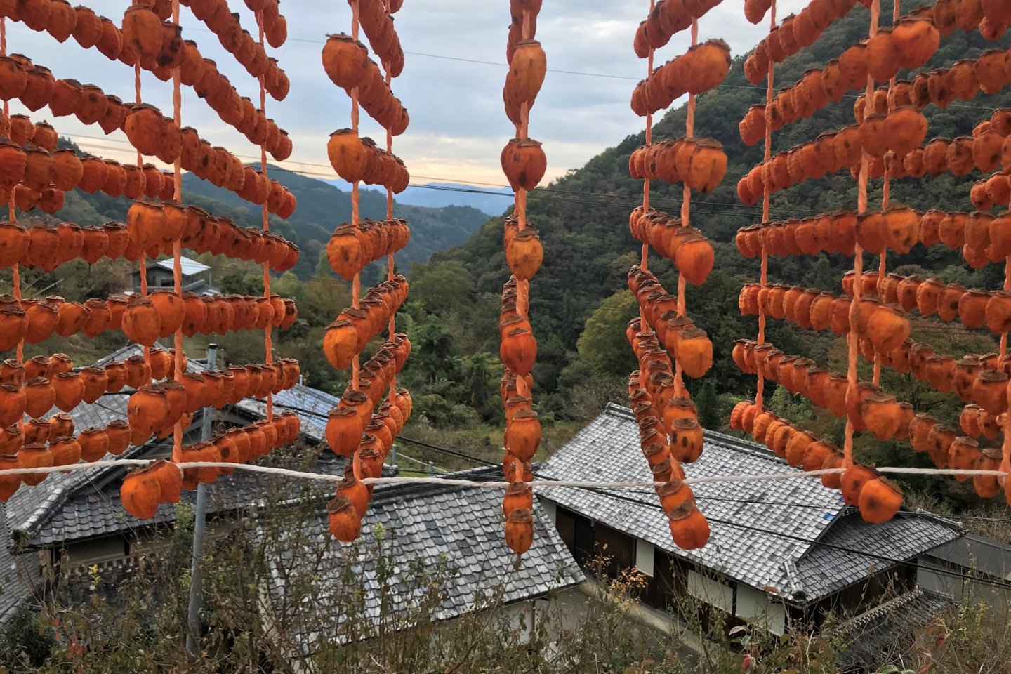 Kushigaki hung up for drying outside in late autumn