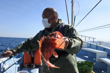 Catching a rockfish which has poisonous spikes. This one is about 30 years old, and if ordered at a restaurant for sashimi, costs about ¥6,000. We caught about 3 of these!