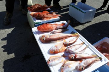 Laying out our catch from the morning of fishing.