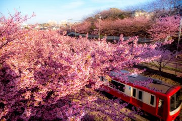 Most of the cherry blossoms run parallel to the Keikyu train line