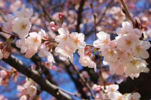 Cherry blossoms have inspired artists throughout history