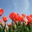 5 of Japan's Top Tulip Spots