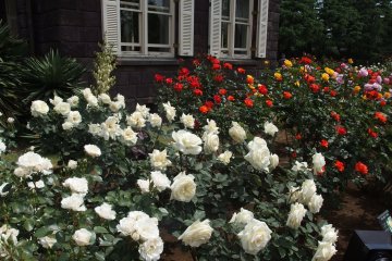 Roses at the Kyu Furukawa Garden