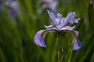 5 of Japan's Best Iris Gardens