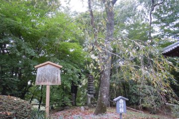 Прекрасные завораживающие сады со старинными деревьями в Сёдзи-дзи в Киото