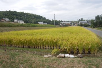 <p>Green rice fields greet you on your journey to Shojiji</p>