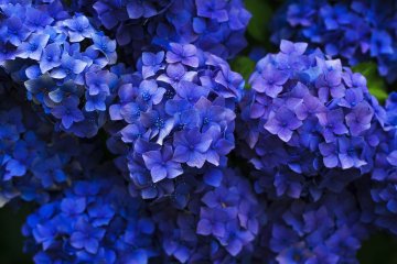 Blue Flower Season in Kagoshima