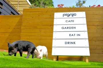 Visitors can spend time amongst adorable micro pigs in a relaxed setting