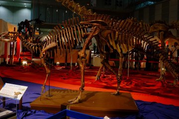 Fukui Prefecture has been home to numerous dinosaur fossil discoveries
