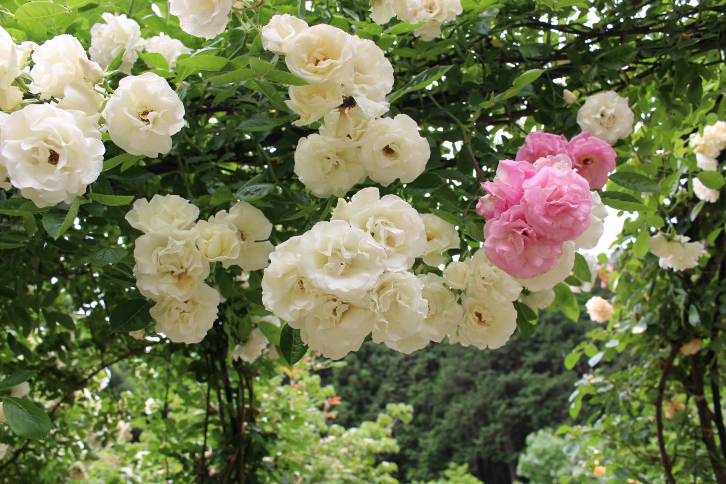 Roses at Takinoiri Rose Garden, May 2021