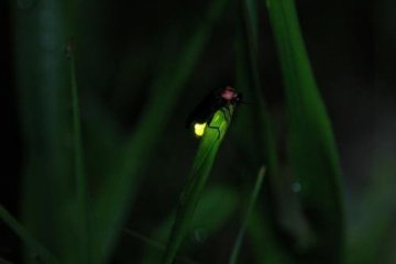 Firefly Viewing at Okawatakegasawa Park