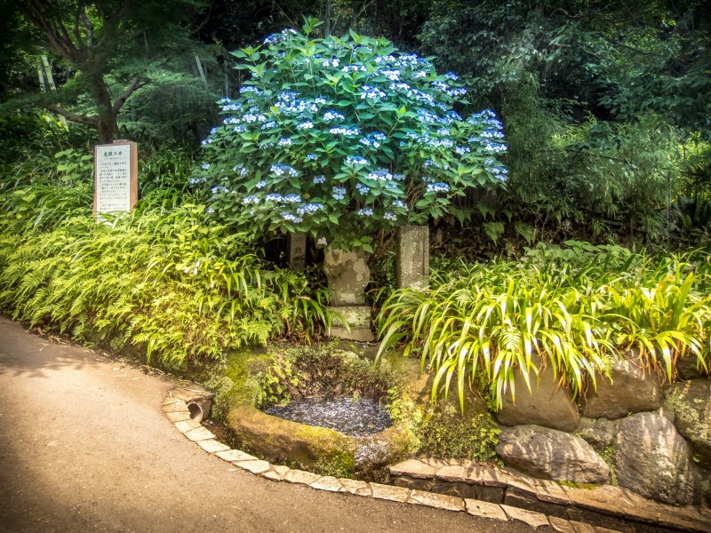 The first sight of the temple's hydrangeas 