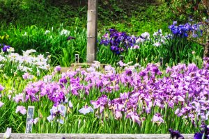Many varieties of Iris
