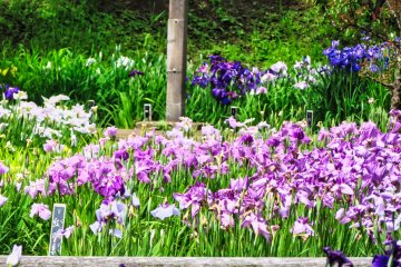 Many varieties of Iris