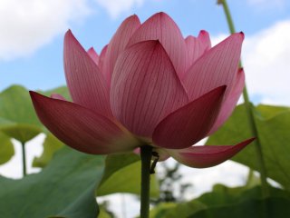 There is a large selection of lotus varieties in the park.